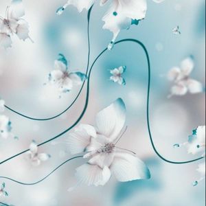 Meet your Posher, Hawa